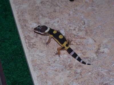 Hatchling6 11-21-05B