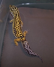Stripe, Male, 7 mon old