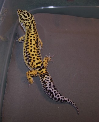 Stripe, Male, 7 mon old