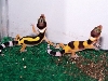 Hatchlings 08-05-05