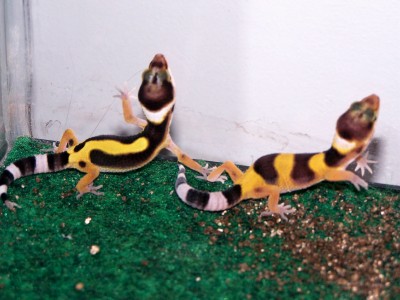 Hatchlings 08-05-05