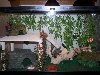 Mr. Deebs Tank