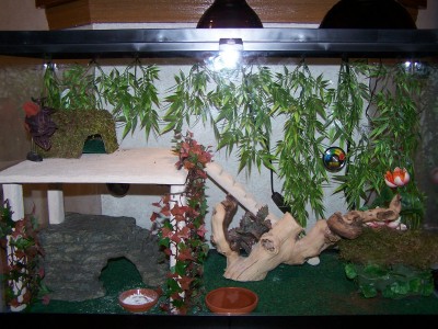 Mr. Deebs Tank