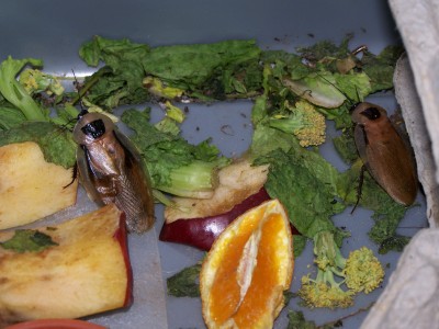 Discoids eating