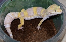 Female Giant Banded Tremper Albino