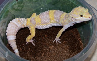 Female Giant Banded Tremper Albino