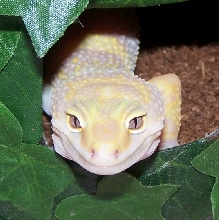 What Pretty Eyes LOL