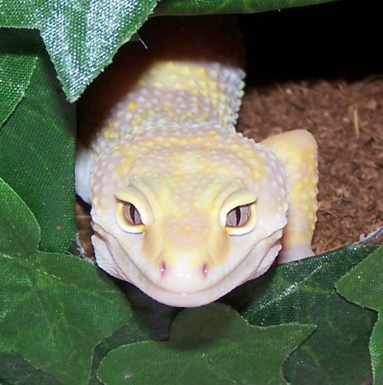 What Pretty Eyes LOL