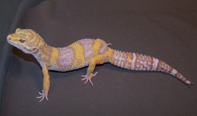 Giant Banded Albino, Female, 5.5 mon old