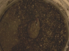 Hatchling6 Hatching1