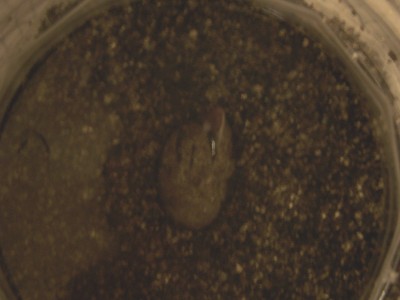 Hatchling6 Hatching1