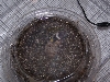 Hatchling6 Hatching2