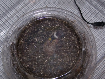 Hatchling6 Hatching2