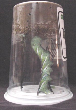 Horm worm