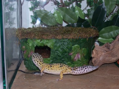 Lg Humid Hide1
