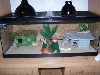 Juvie Tank