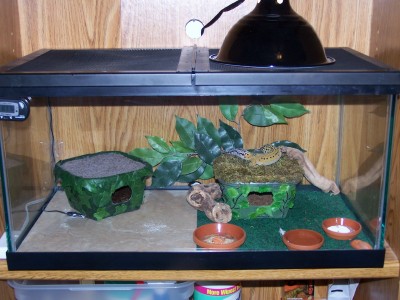 Juvie Tank 4