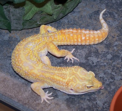 Malik 01-13-06A