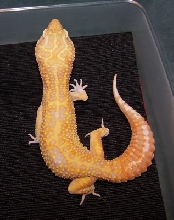 Male, Giant Jungle Albino