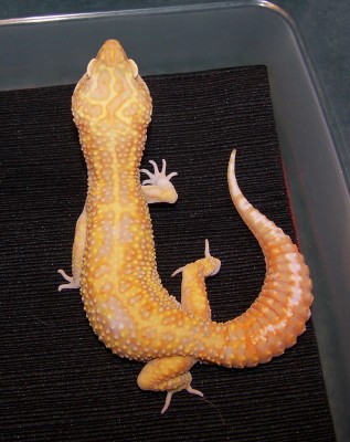 Male, Giant Jungle Albino