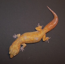 Giant Jungle Albino, Male, 9 mon old
