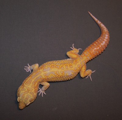 Giant Jungle Albino, Male, 9 mon old