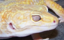 Malik closeup