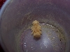Superworm Pupae1