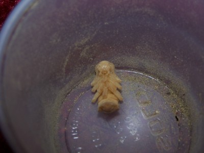 Superworm Pupae1