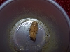Superworm Pupae2