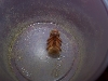 Superworm Pupae3