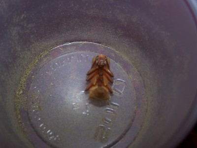 Superworm Pupae3