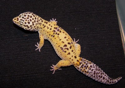 Sahara 01-15-06
