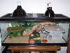 Saharas Tank