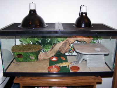 Saharas Tank