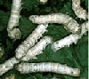 Silkworms