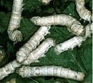 Silkworms