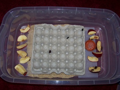Superworm Beetle Setup
