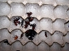 Superworm Beetles