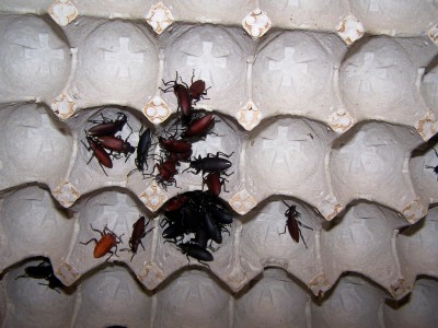 Superworm Beetles
