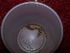 Superworm in cup for pupating