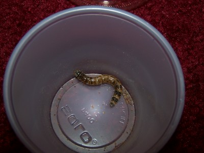Superworm in cup for pupating