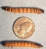 Superworm (Zophobas Morio) Large