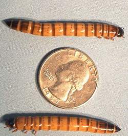 Superworm (Zophobas Morio) Large