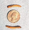 Superworm (Zophobas Morio) Medium