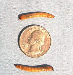 Superworm (Zophobas Morio) Medium