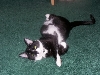 Tazzie