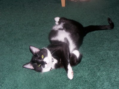 Tazzie