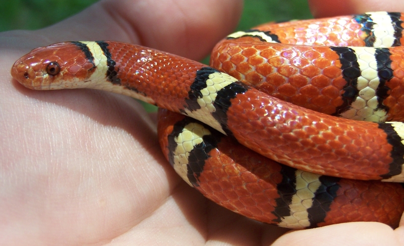 Adult male Tyrrell