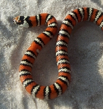 yearling male agalma